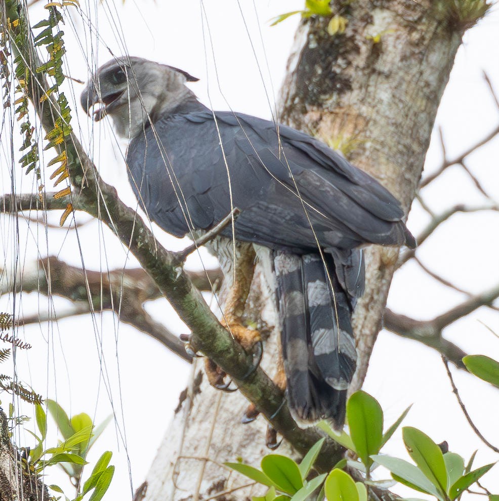 Harpy Eagle - ML627237733