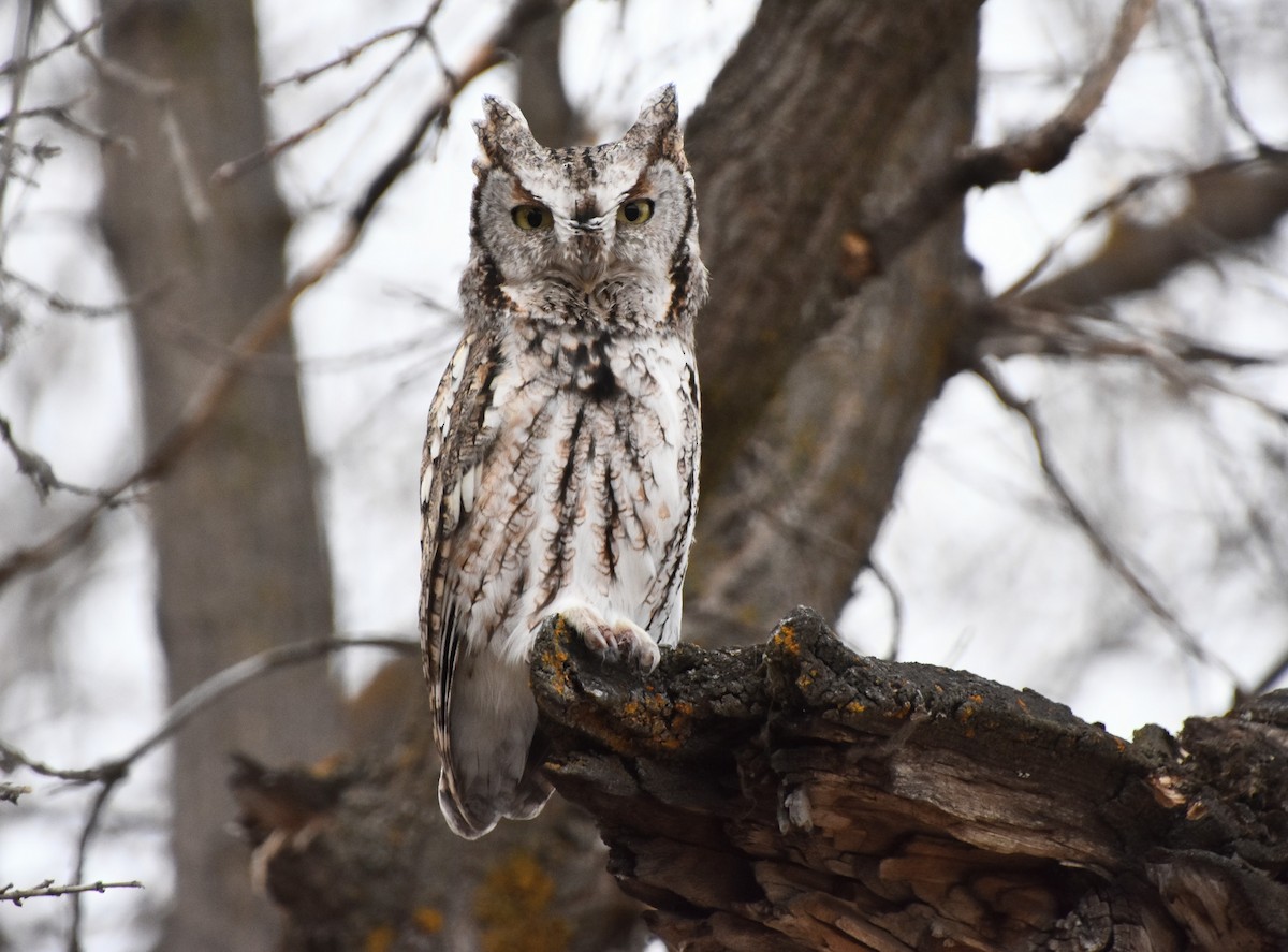 Eastern Screech-Owl - ML627237755