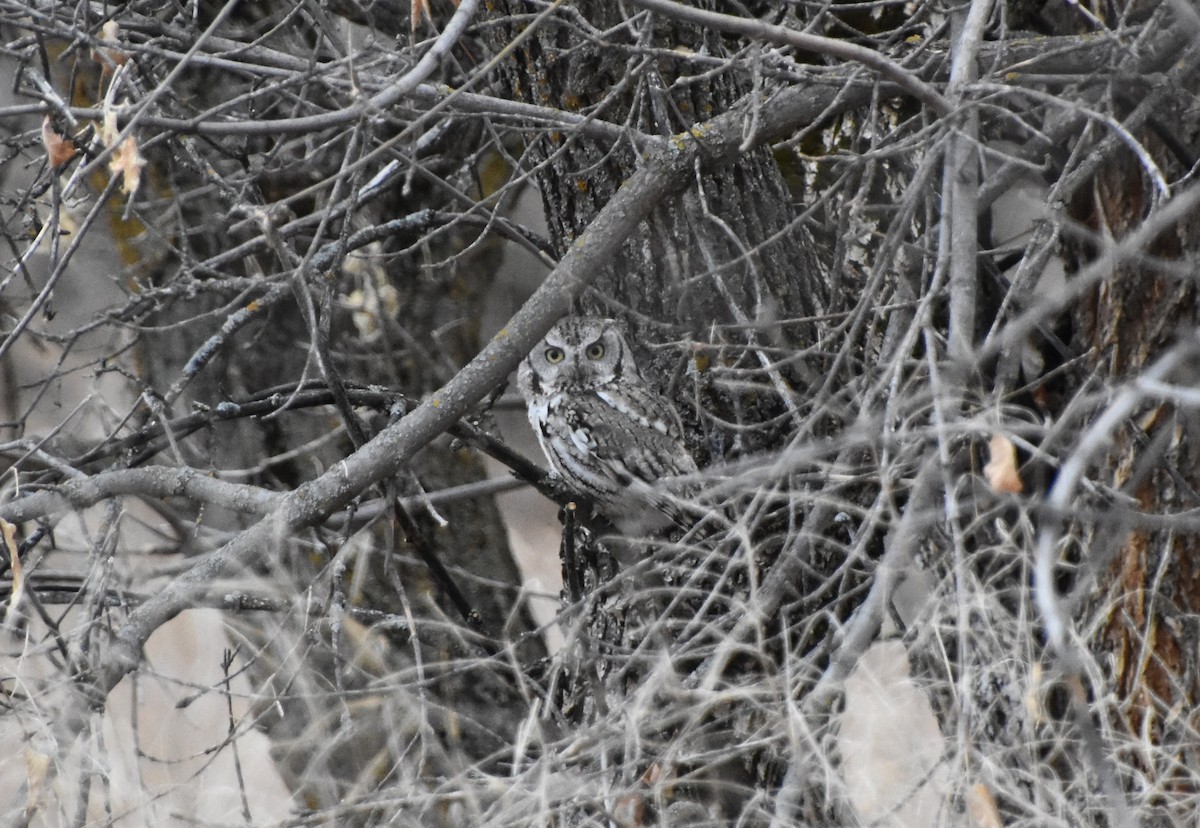 Eastern Screech-Owl - ML627237770