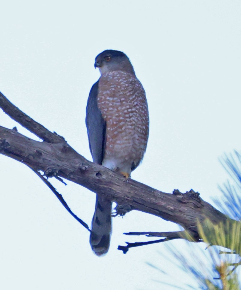 Cooper's Hawk - ML627237834