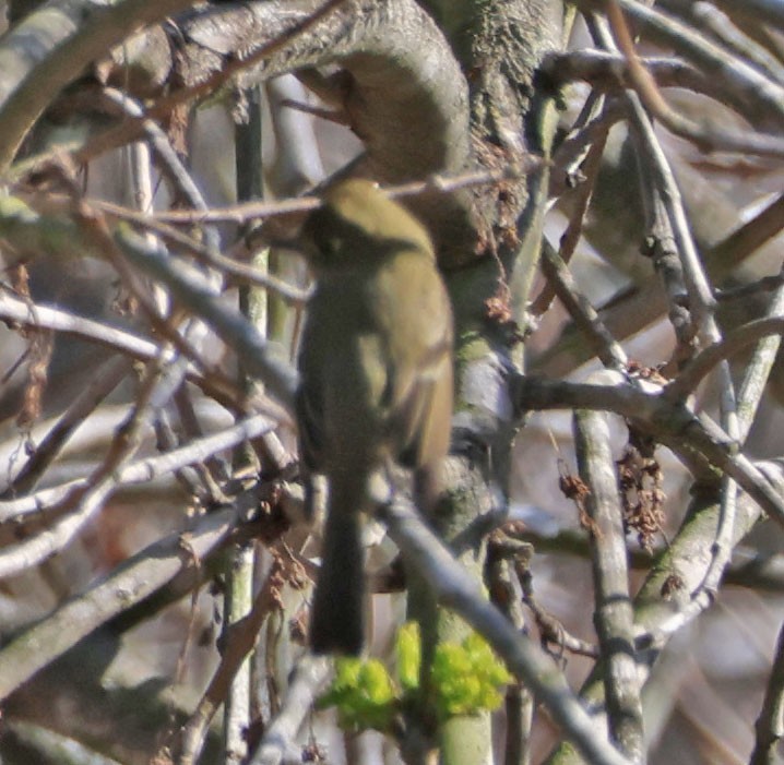 Western Flycatcher - ML627237835