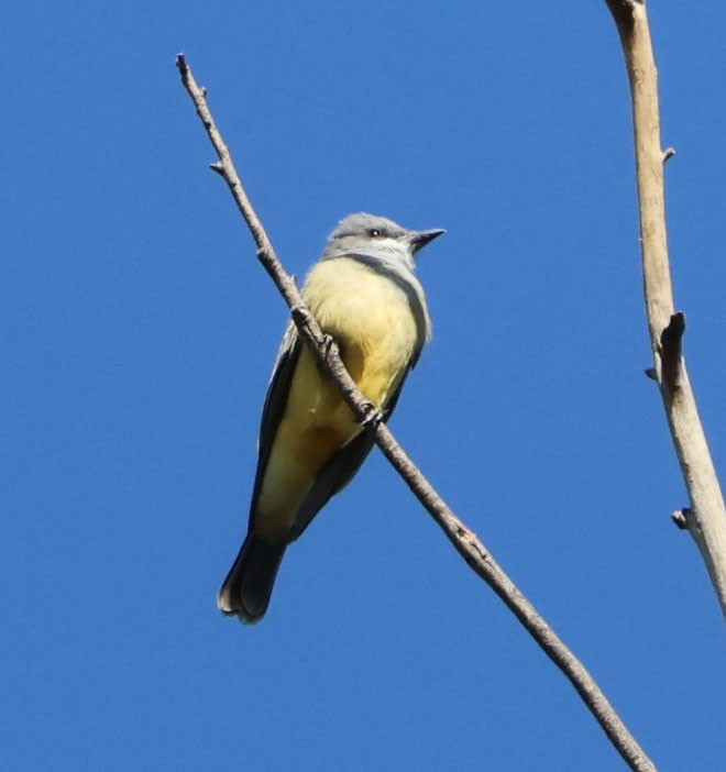 Cassin's Kingbird - ML627237849