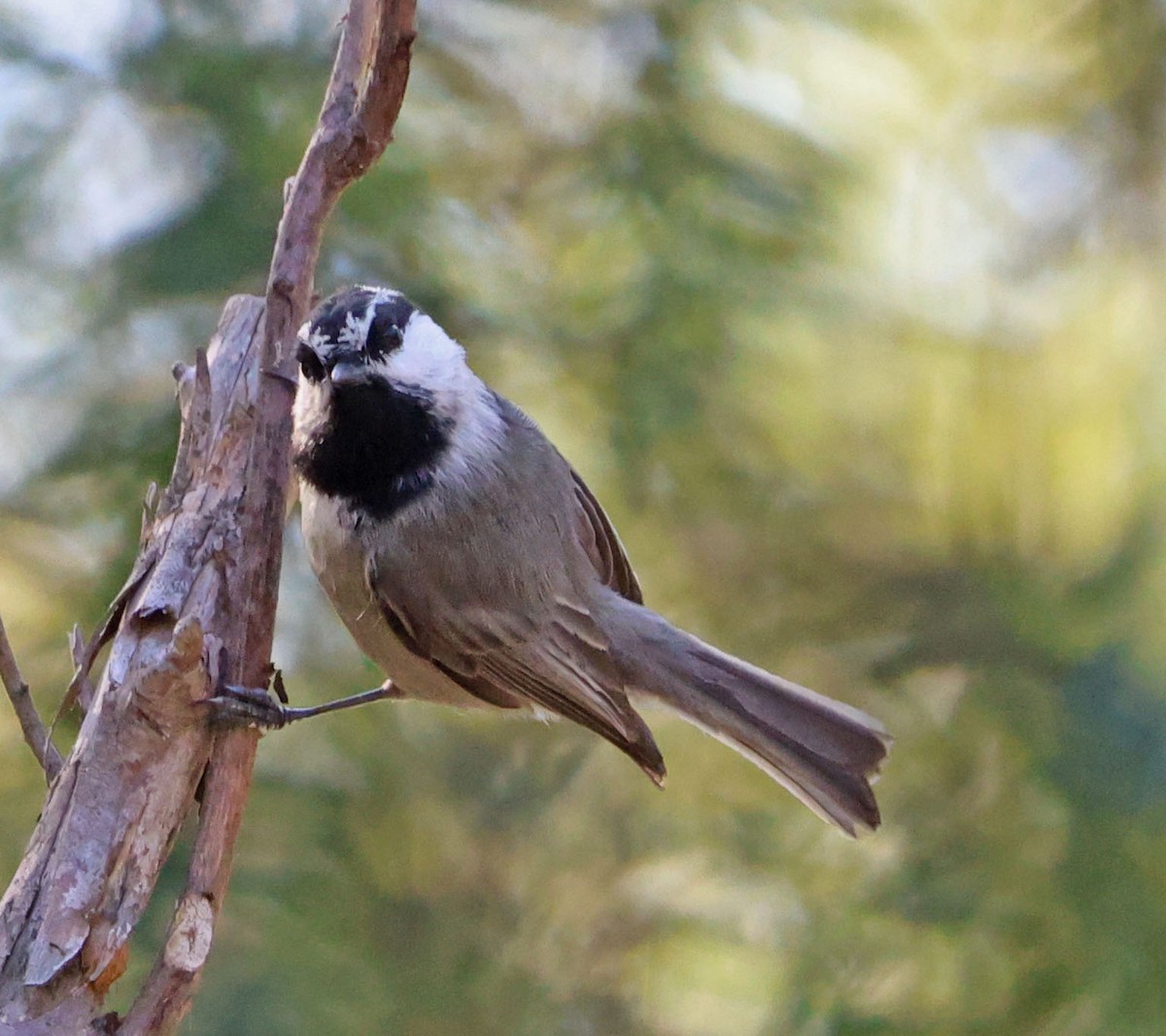 Mountain Chickadee - ML627237881