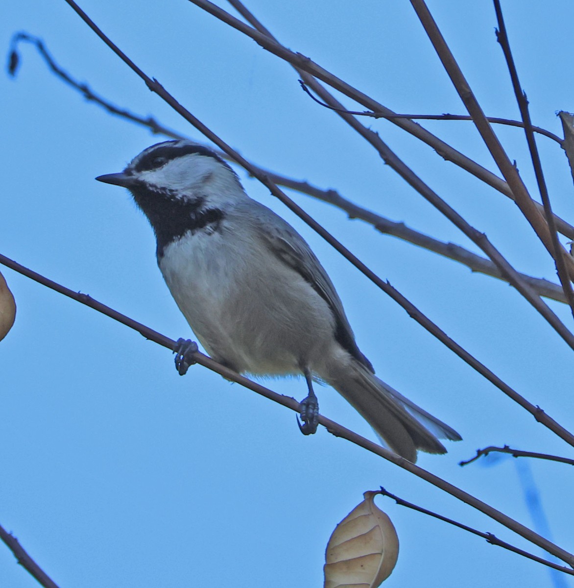 Mountain Chickadee - ML627237882