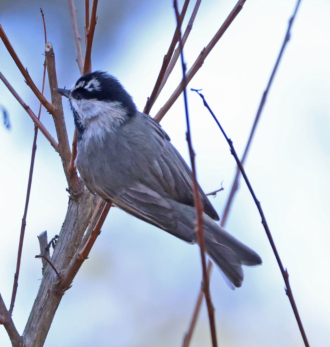 Mountain Chickadee - ML627237883