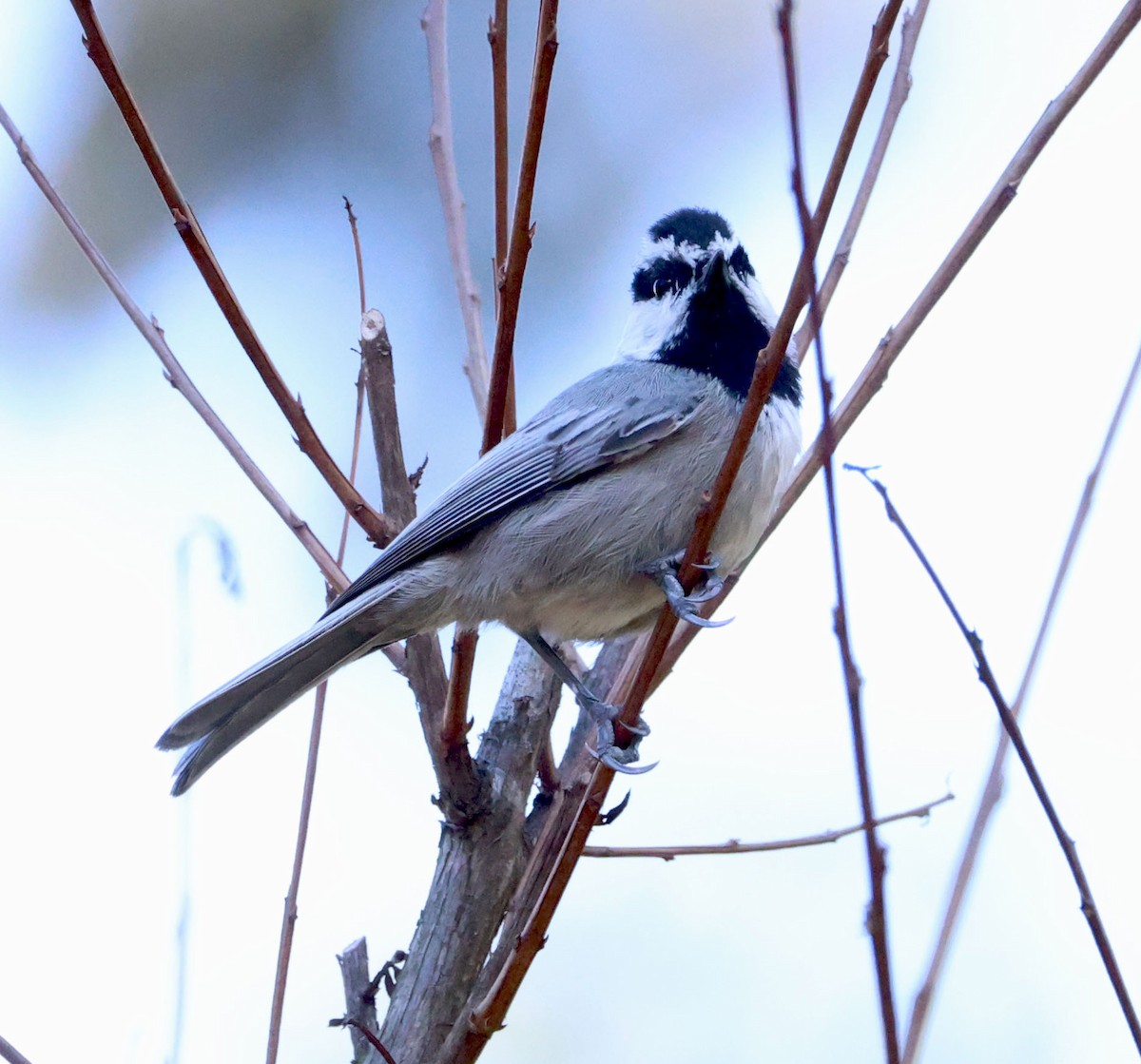 Mountain Chickadee - ML627237884