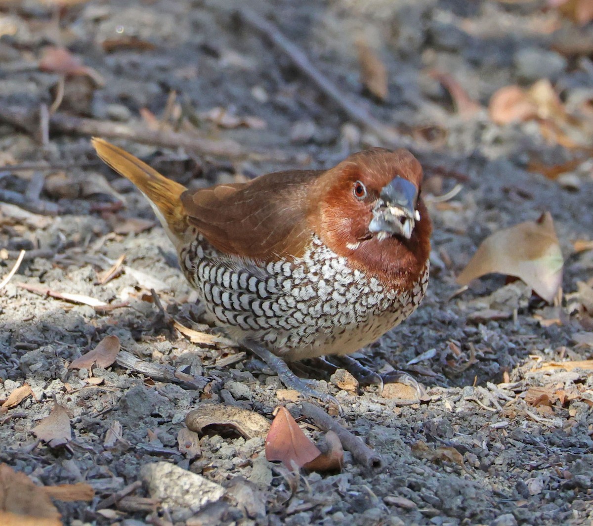 Munia pettosquamato - ML627237896