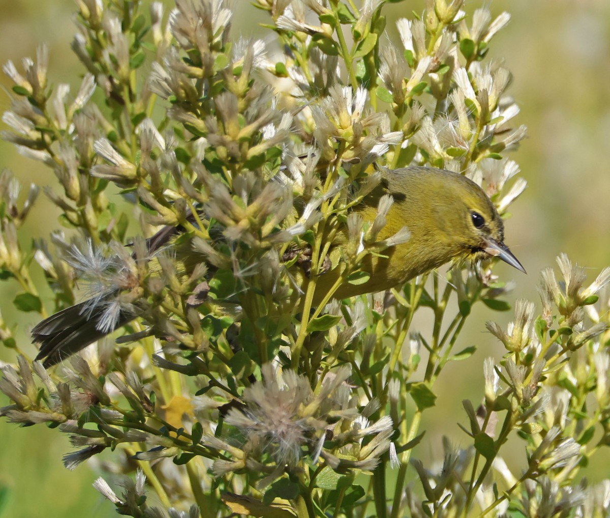 Orange-crowned Warbler - ML627237915