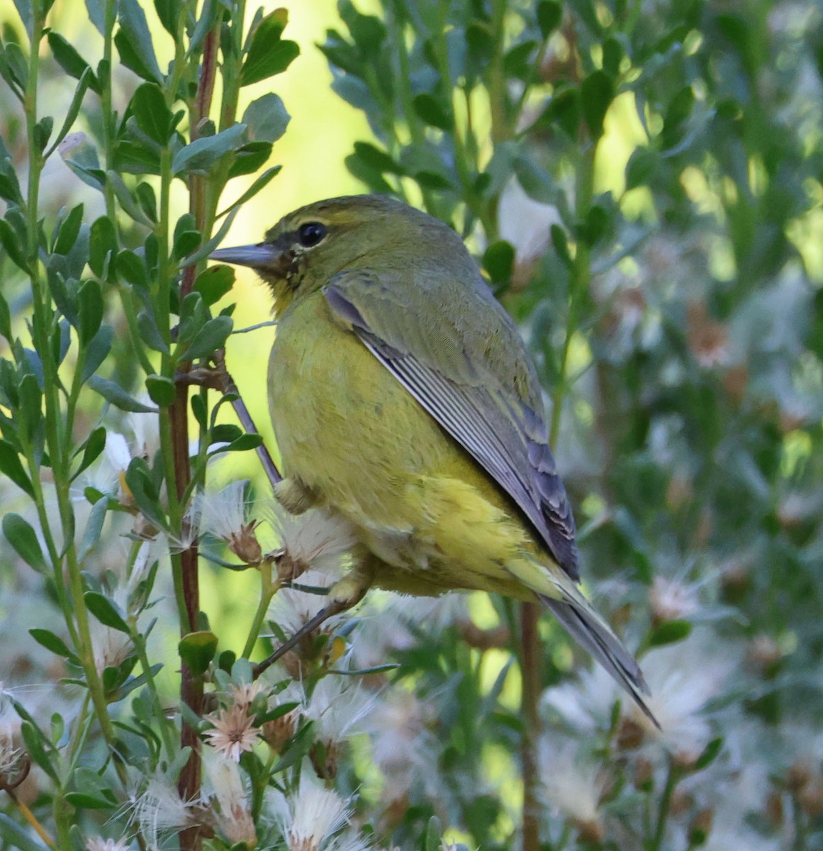 Orange-crowned Warbler - ML627237916