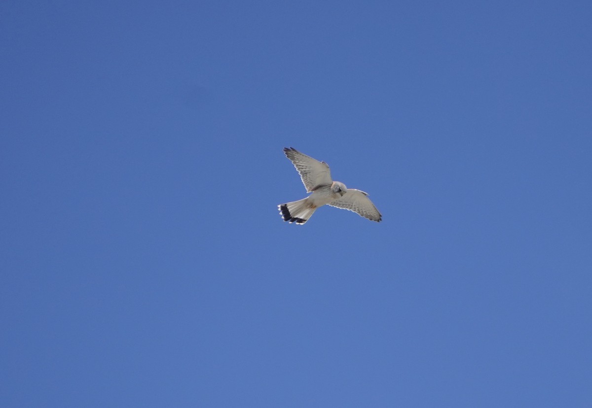 Nankeen Kestrel - ML627237953