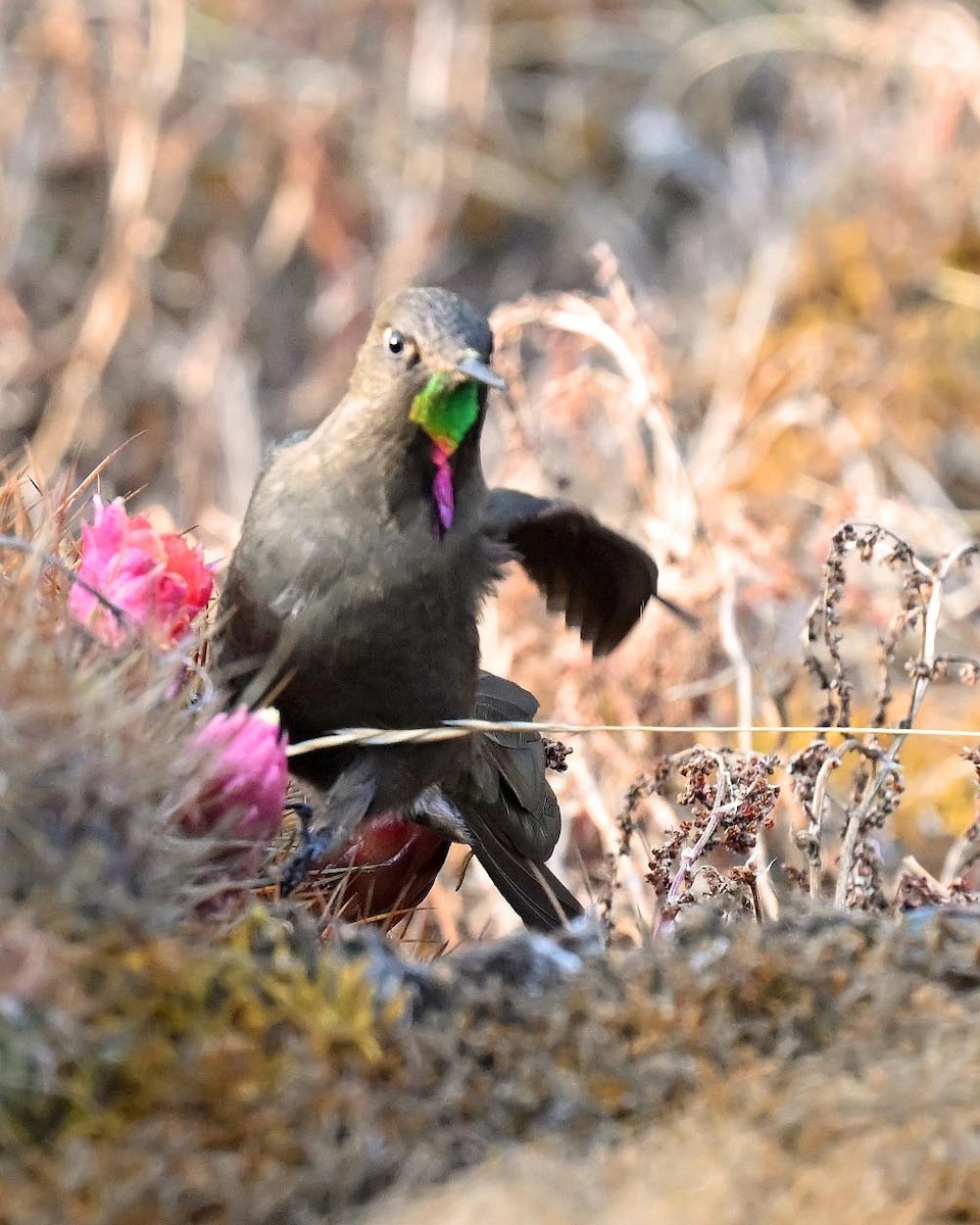 Olivaceous Thornbill - ML627238041