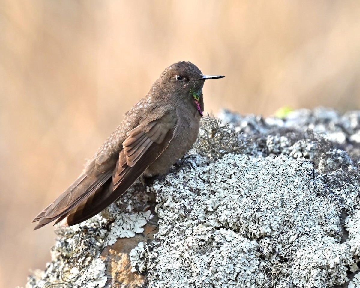 Olivaceous Thornbill - ML627238042