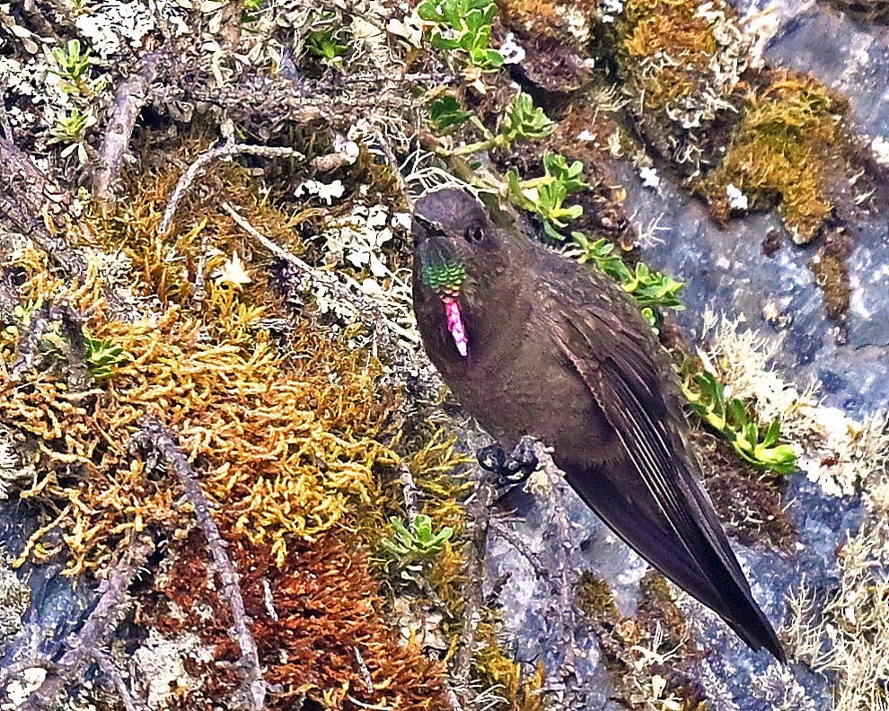 Olivaceous Thornbill - ML627238043