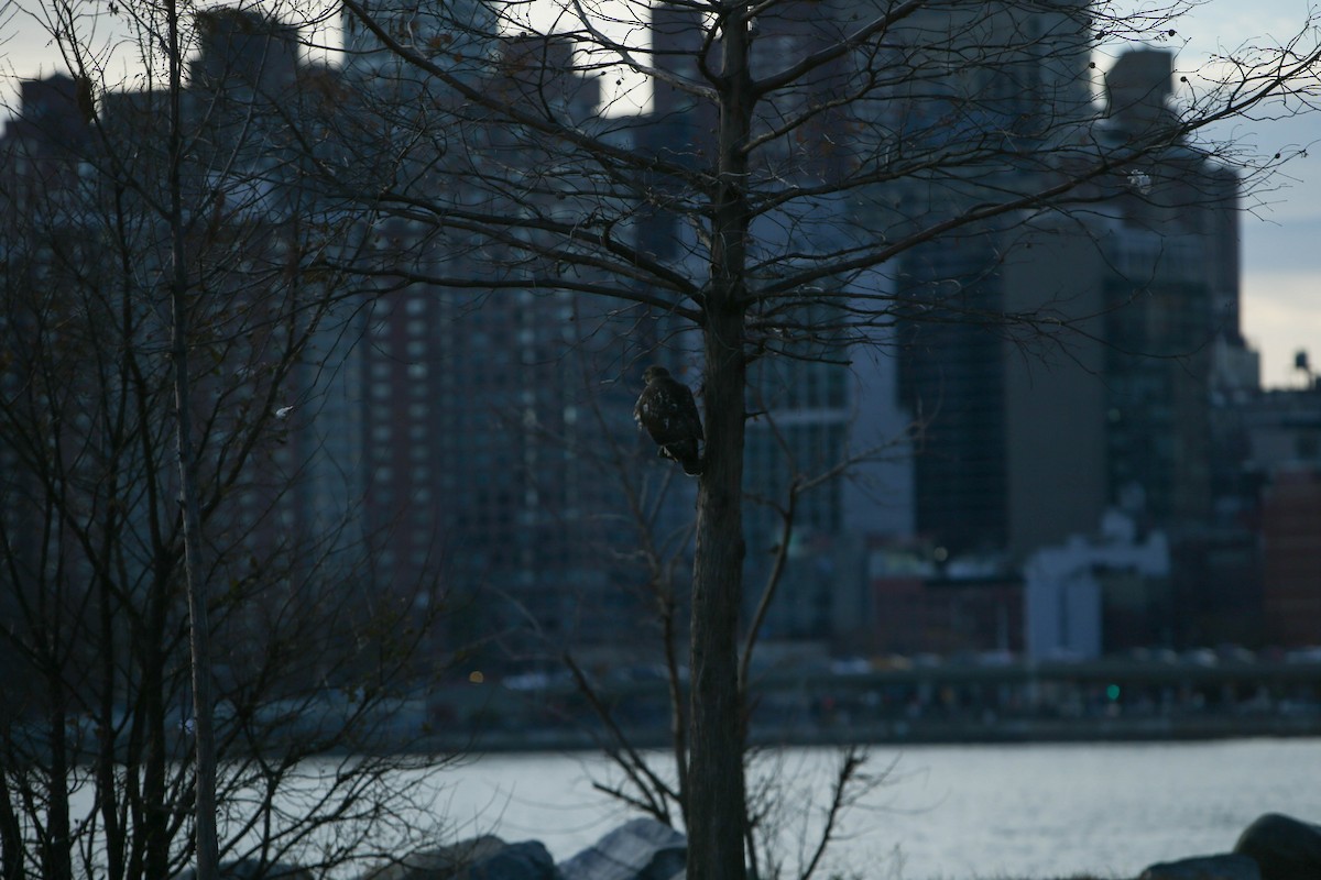 Red-tailed Hawk - ML627238062
