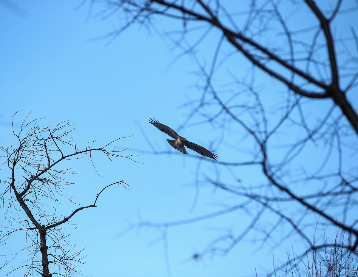 Red-tailed Hawk - ML627238069