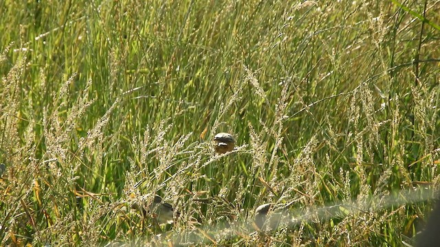 Dark-throated Seedeater - ML627238076