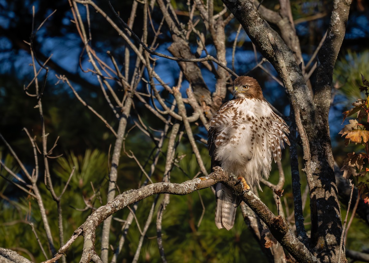 káně rudochvostá (ssp. borealis) - ML627238111