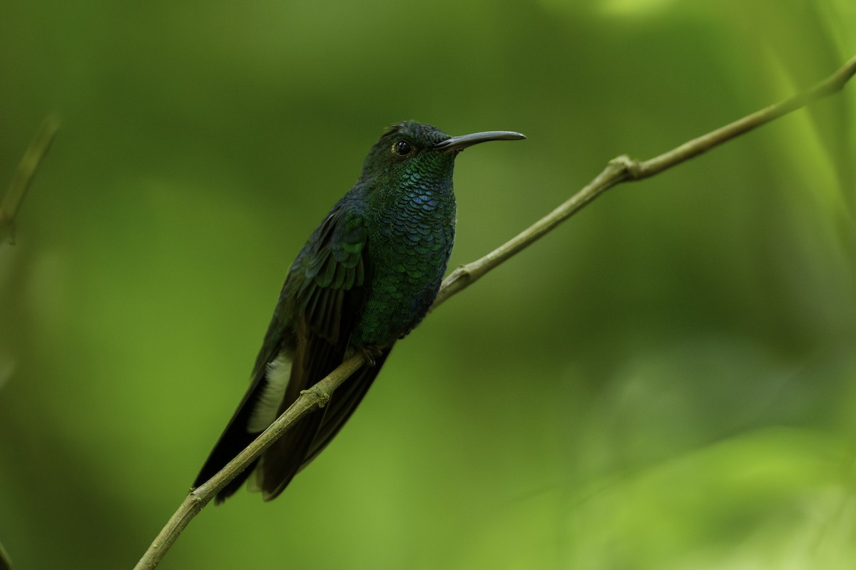 Blauschwanz-Buffonkolibri - ML627238158