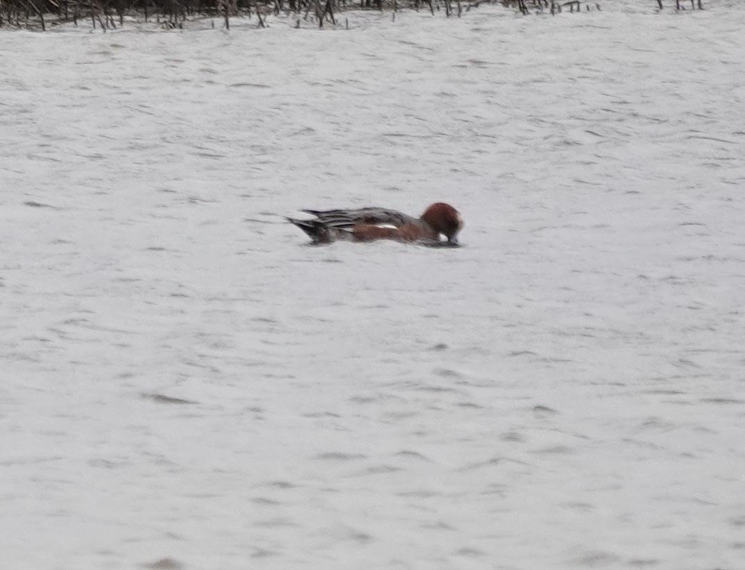 Eurasian Wigeon - ML627238229