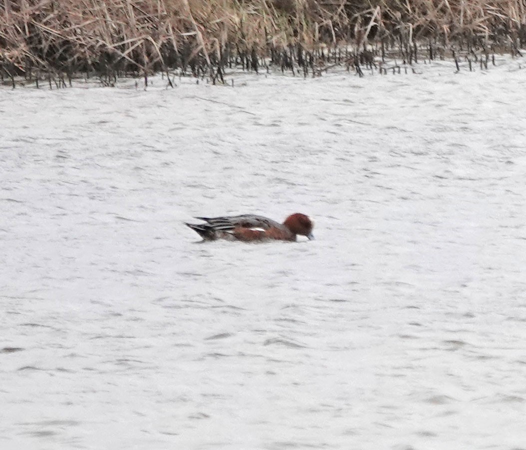 Eurasian Wigeon - ML627238230