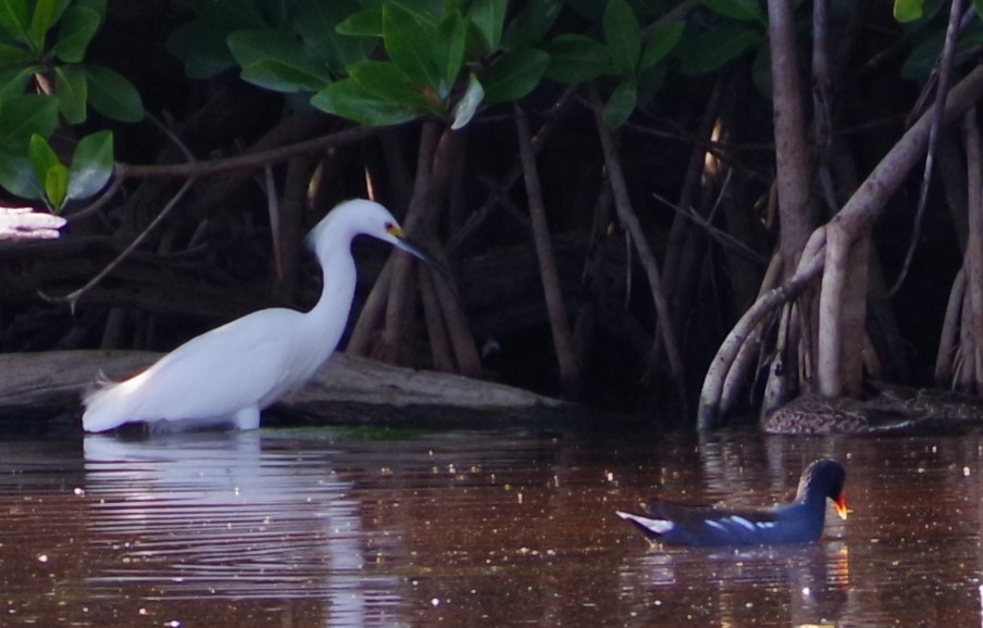 Snowy Egret - ML627238622