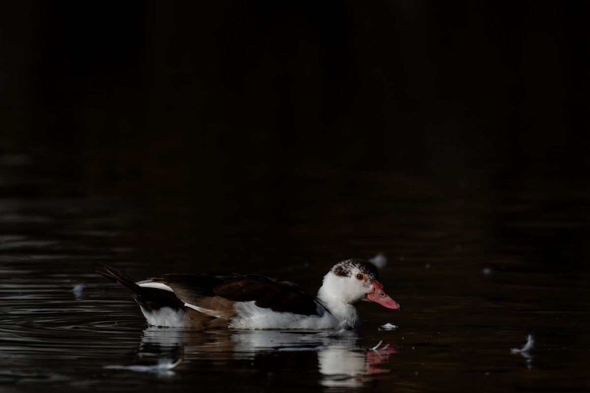 Muscovy Duck (Domestic type) - ML627238647