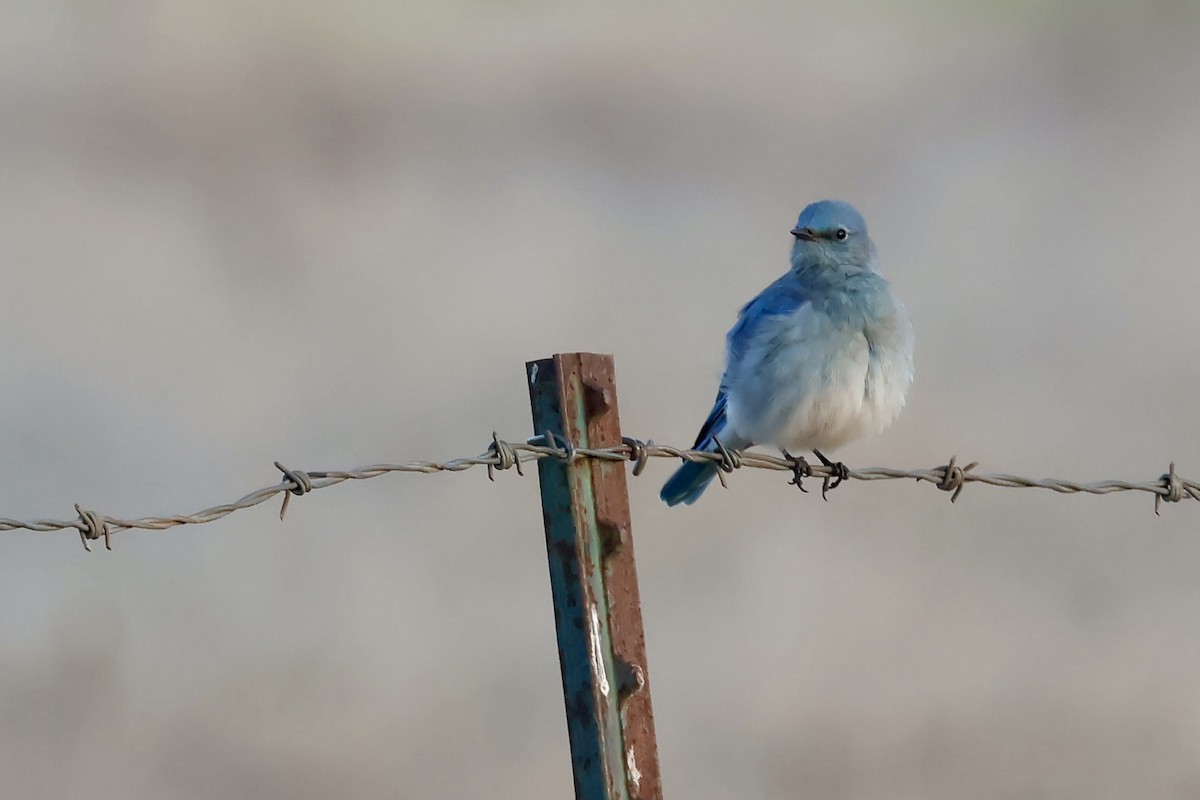 Mountain Bluebird - ML627238818