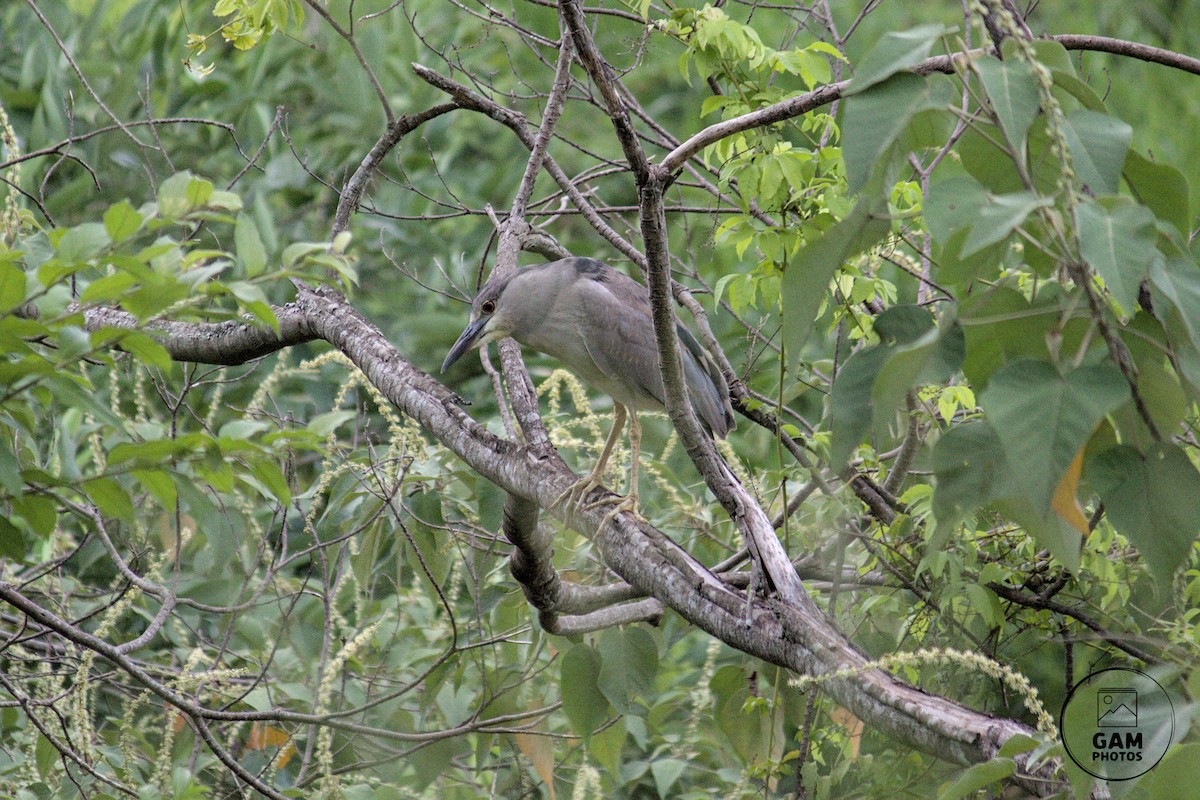 Black-crowned Night Heron - ML627238859