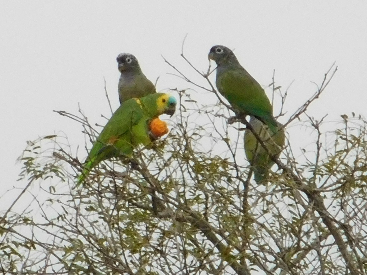 Scaly-headed Parrot - Aves de Formosa