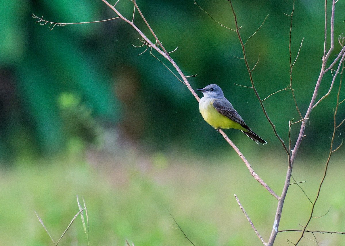 Western Kingbird - ML627239448