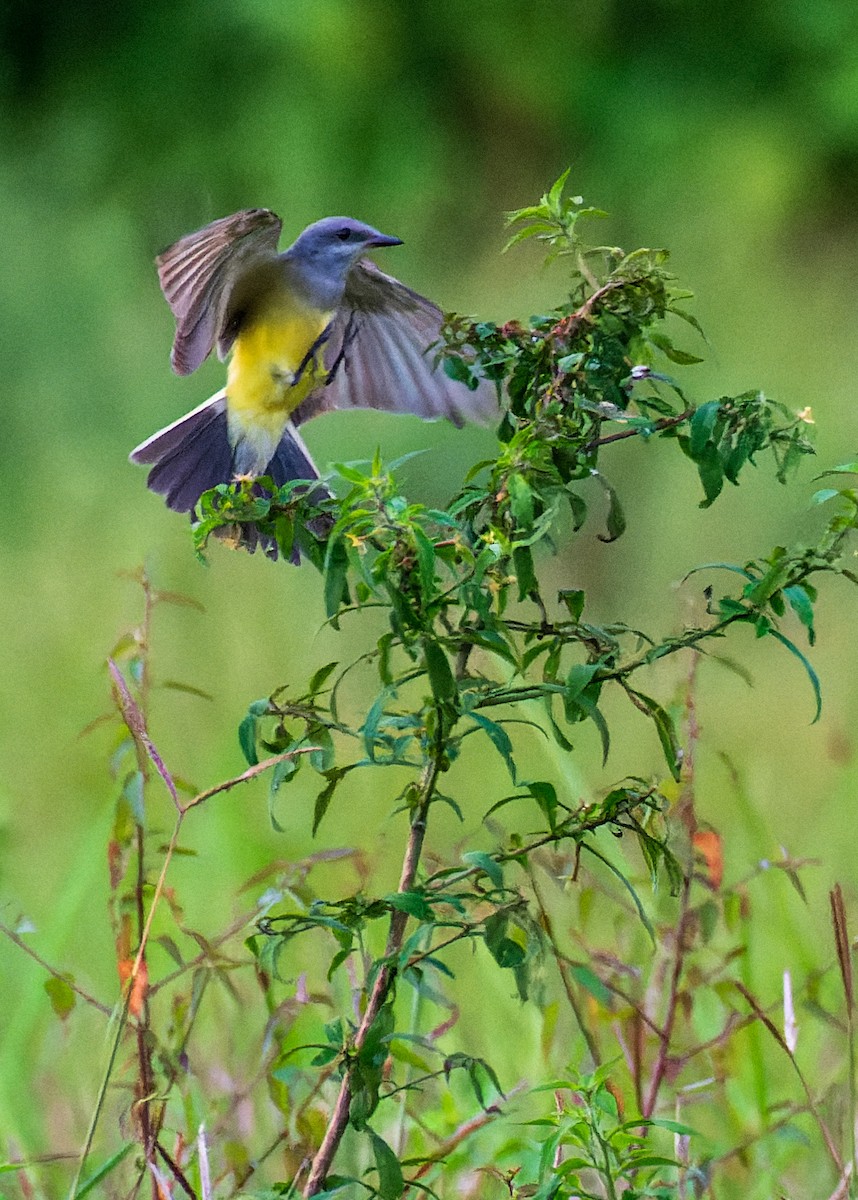 Western Kingbird - ML627239455