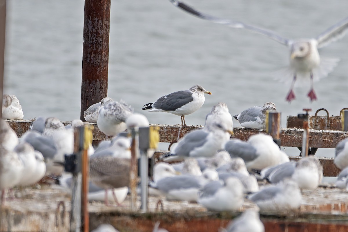 Lesser Black-backed Gull - ML627239871