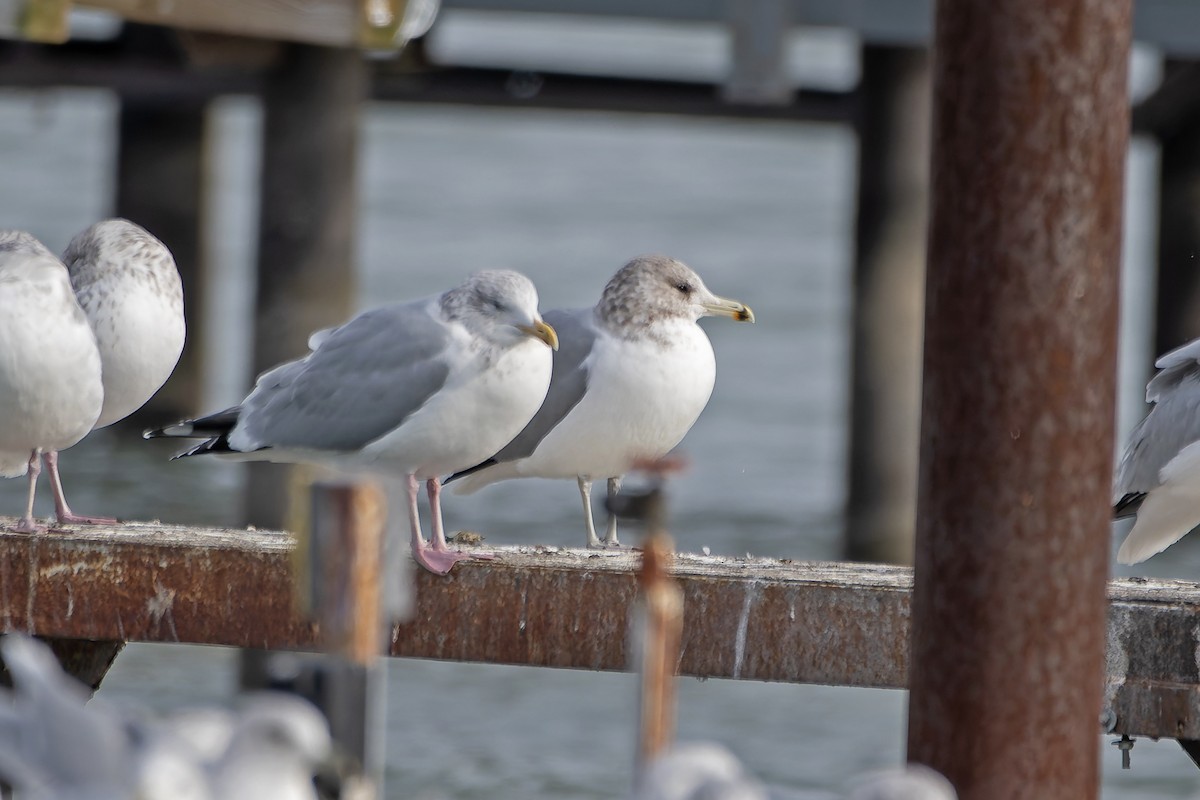 California Gull - ML627239881