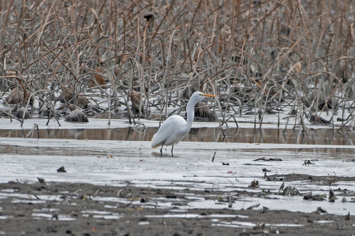 Great Egret - ML627239897