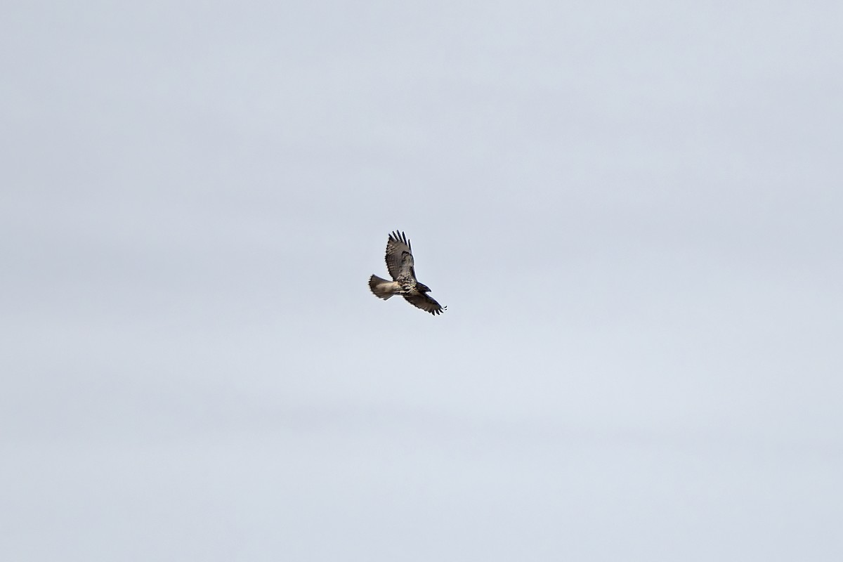 Red-tailed Hawk (abieticola) - ML627239910