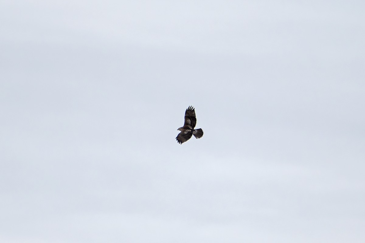 Red-tailed Hawk (abieticola) - ML627239911