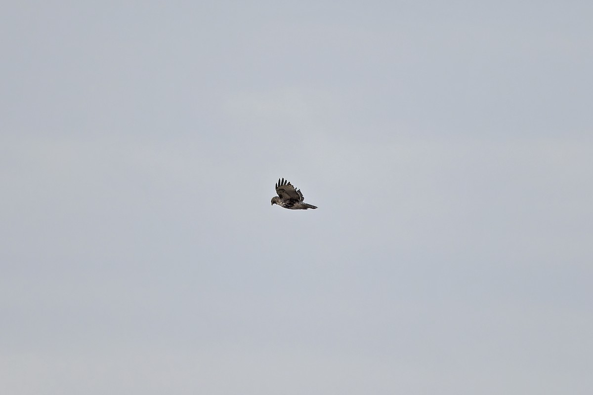 Red-tailed Hawk (abieticola) - ML627239912