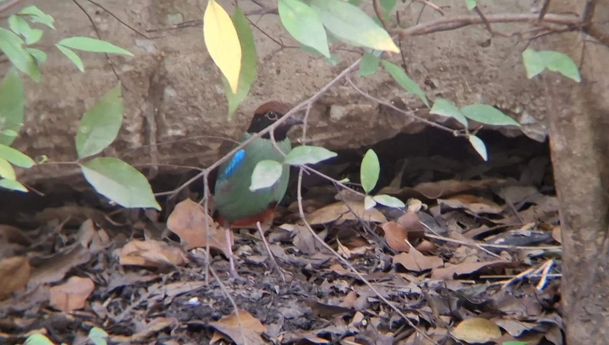 Western Hooded Pitta (Chestnut-crowned) - ML627239915