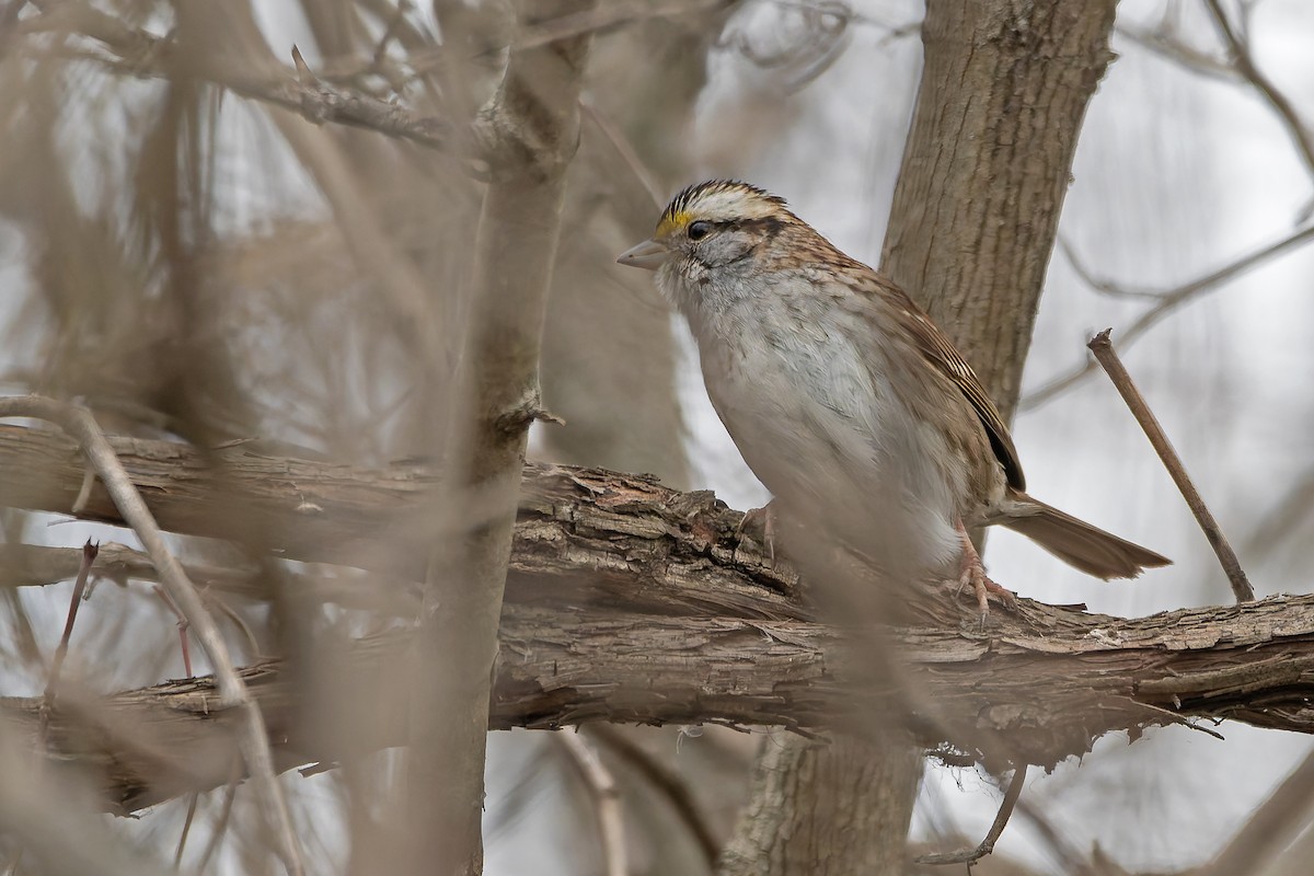 White-throated Sparrow - ML627239926