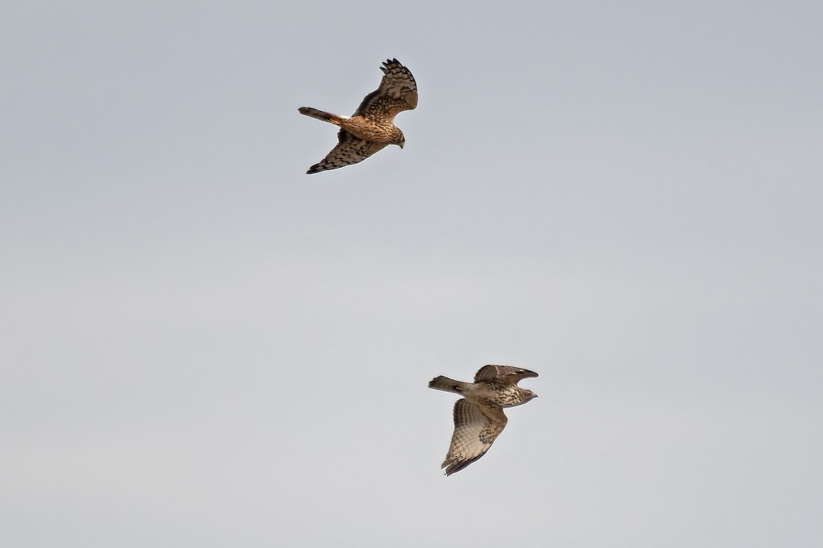 Northern Harrier - ML627239950