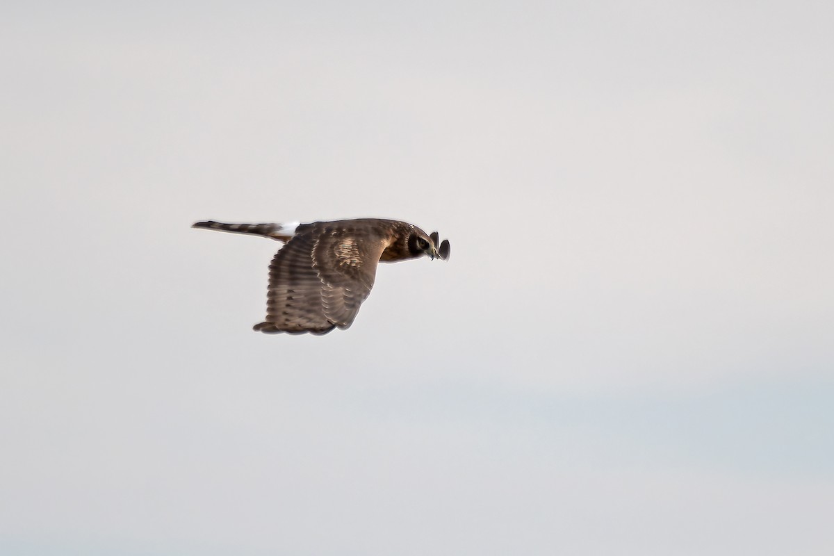 Northern Harrier - ML627239951