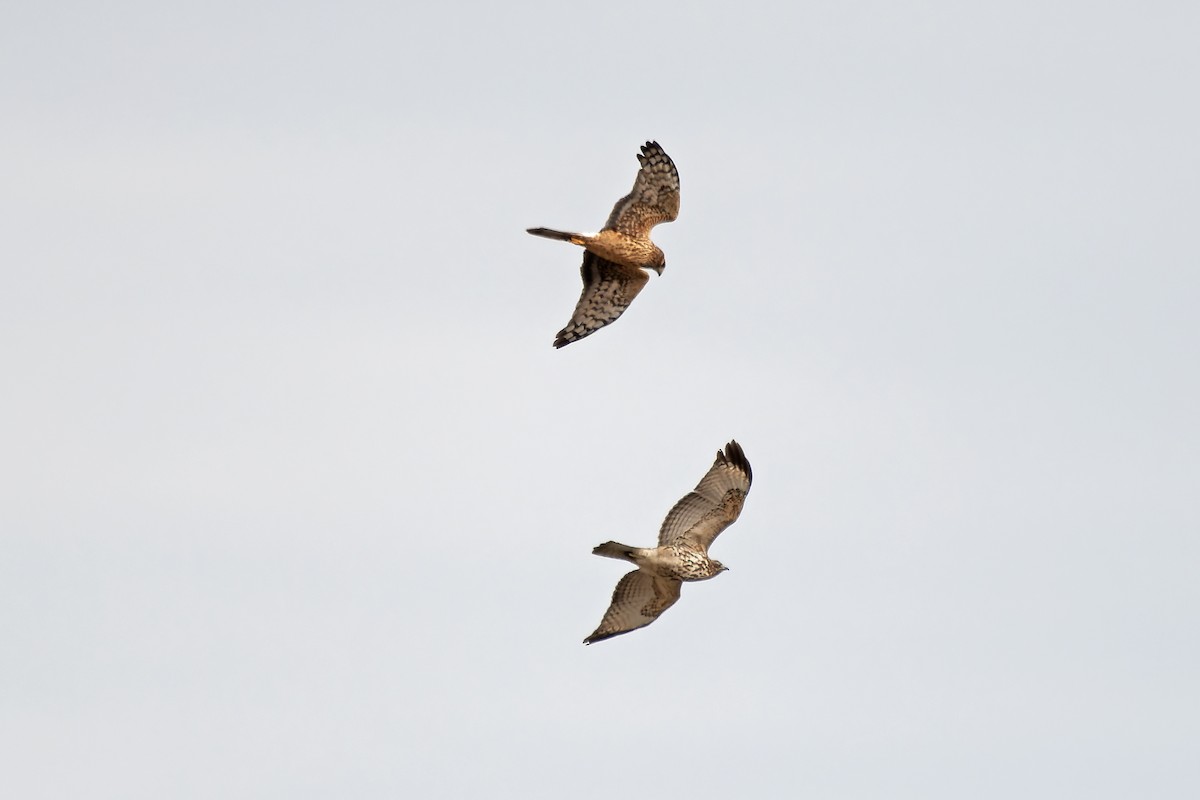 Northern Harrier - ML627239952