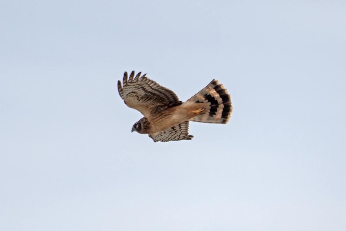 Northern Harrier - ML627239953