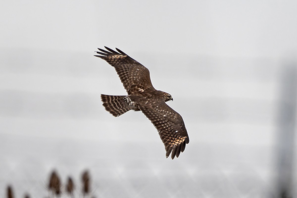 Red-shouldered Hawk - ML627239957