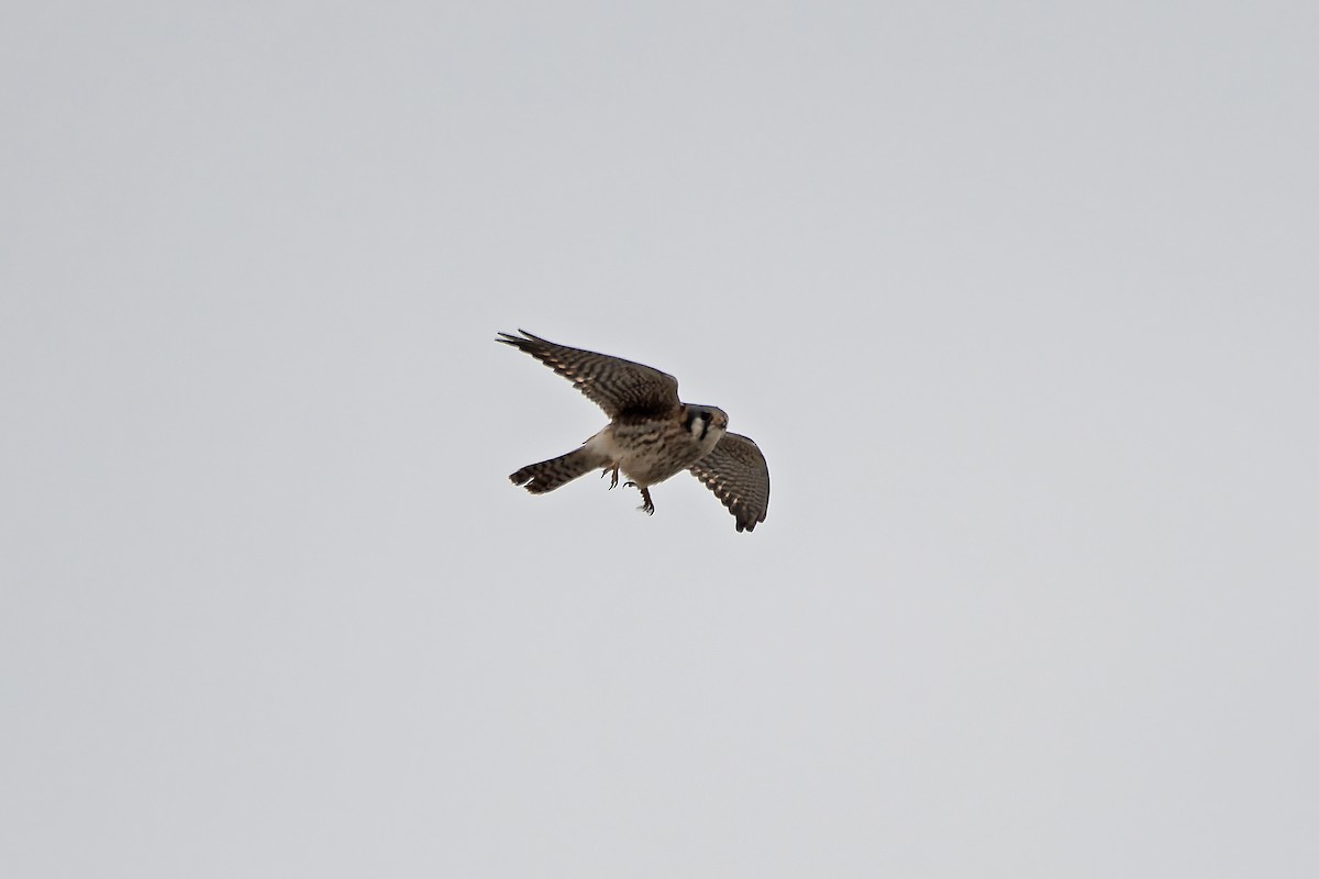 American Kestrel - ML627239969