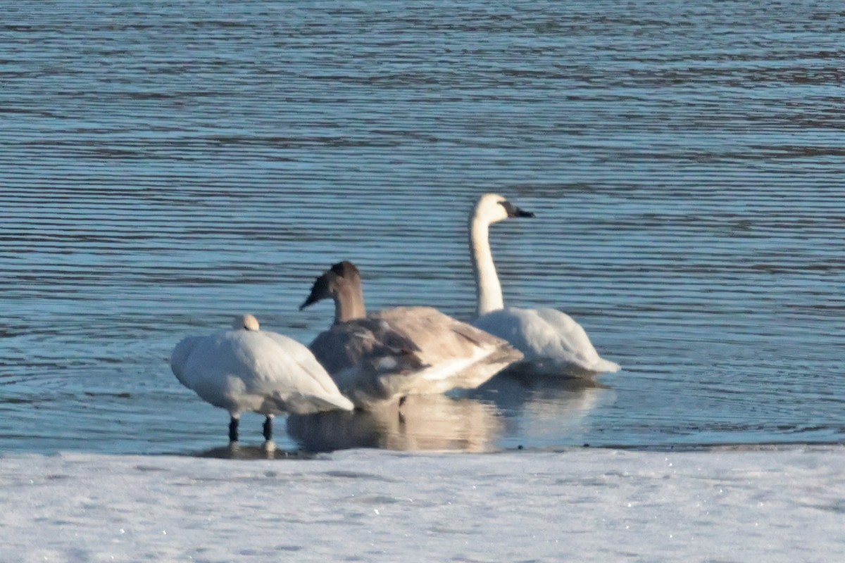 Cisne Trompetero - ML627240155