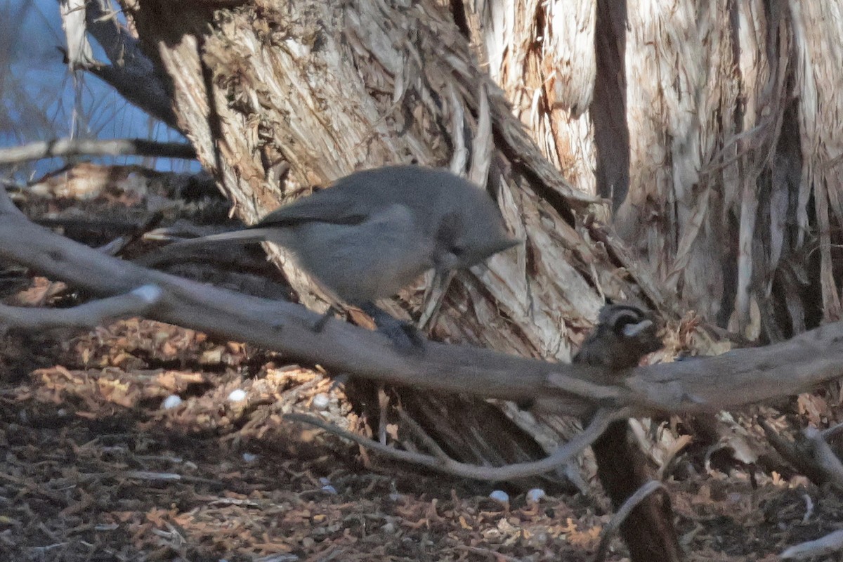 Juniper Titmouse - ML627240182