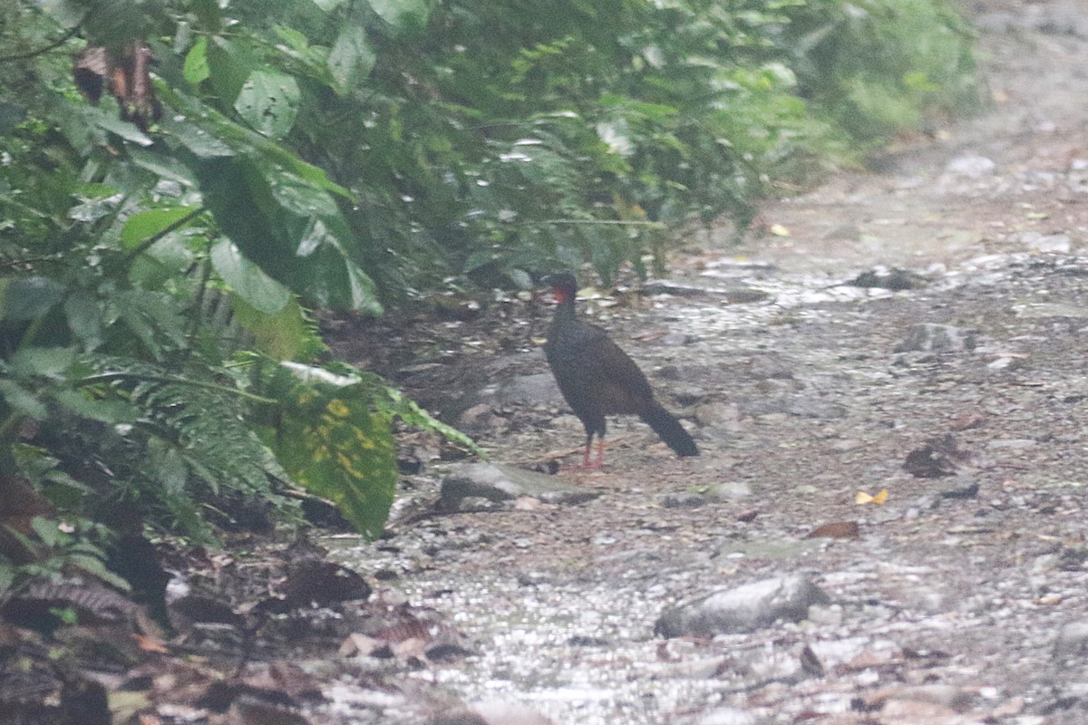 Cauca Guan - ML627240274