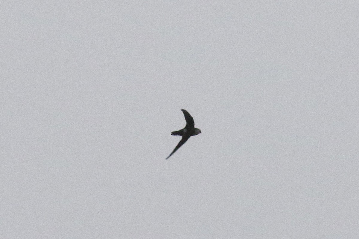 White-tipped Swift - ML627240282