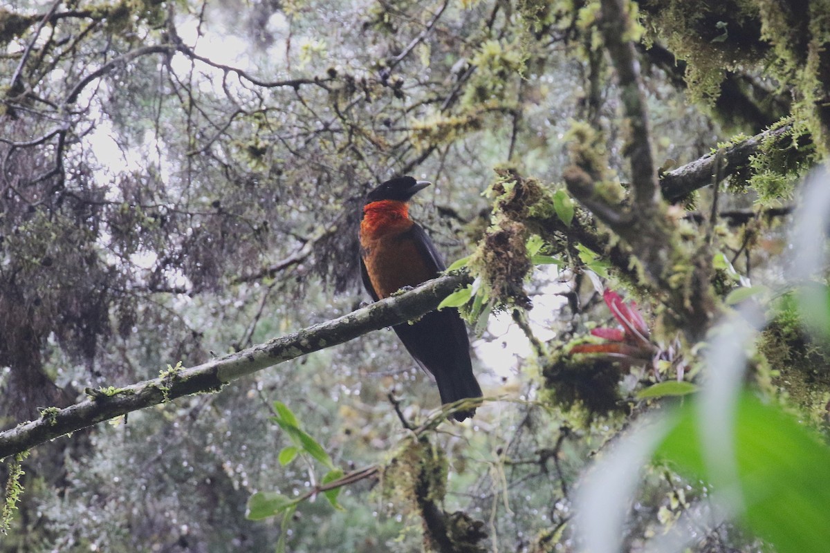 Red-ruffed Fruitcrow - ML627240293